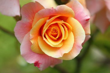 Gül, gülgiller (Rosaceae) familyasından, Rosa cinsinin uzun ömürlü bir çiçeğidir.