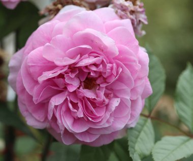 Gül, gülgiller (Rosaceae) familyasından, Rosa cinsinin uzun ömürlü bir çiçeğidir.