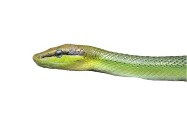 Gonyosoma oxycephalum, genellikle ağaç yılanı, kırmızı kuyruklu yeşil yılan ve kırmızı kuyruklu yılan olarak bilinen, Colubridae familyasından bir yılan türüdür..
