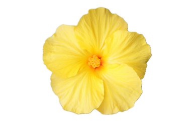 Hibiscus (Hibiscus), Mallow familyasından bir kuş cinsidir.