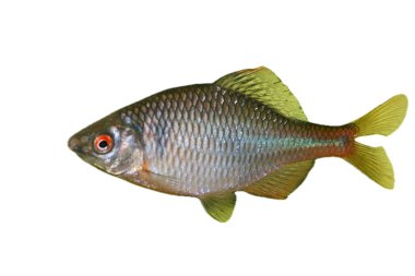a close-up of a male Bitterling (Rhodeus amarus) 	