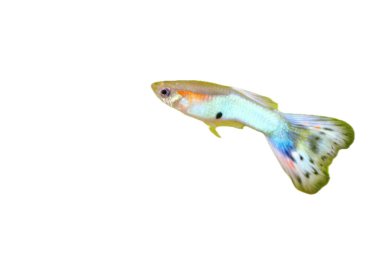 Bir erkek guppy (Poecilia reticulata), popüler bir tatlı su akvaryumu balığı.