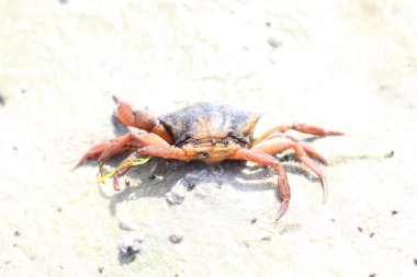 Ölü bir plaj yengecinin (Carcinus maenas