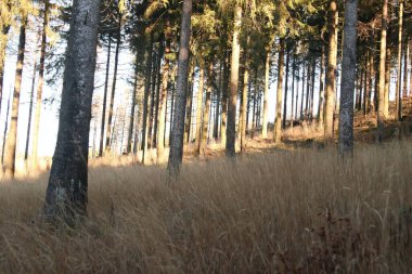 Hunsrueck-Hochwald Ulusal Parkı, Almanya 'da Rhineland-Palatinate ve Saarland eyaletlerinin Hunsrueck bölgesinde bulunan ulusal park.