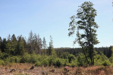 Hunsrueck-Hochwald Ulusal Parkı, Almanya 'da Rhineland-Palatinate ve Saarland eyaletlerinin Hunsrueck bölgesinde bulunan ulusal park.