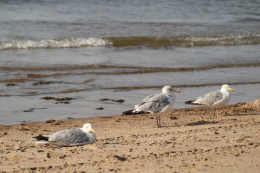 Avrupa ringa martı (Larus argentatus) büyük bir martıdır. Bir zamanlar Batı Avrupa kıyıları boyunca tüm martılar arasında en çok bilinen martılardan biriydi..