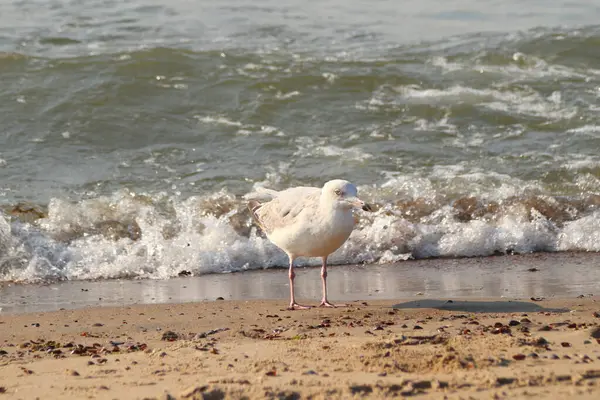 Avrupa ringa martı (Larus argentatus) büyük bir martıdır. Bir zamanlar Batı Avrupa kıyıları boyunca tüm martılar arasında en çok bilinen martılardan biriydi..