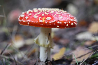 Amanita muscaria, Amanitaceae familyasından bir sinekgiller familyasıdır..