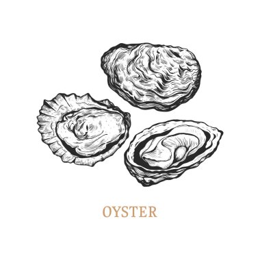 Oyster hand drawing. Oyster vector illustration in engraving style