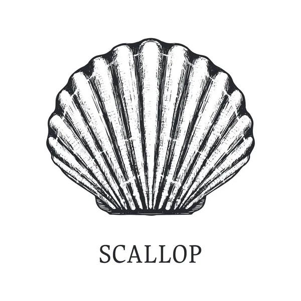 Scallop Vector Sketch Engraving Style — Stock Vector