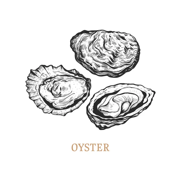 Oyster Hand Drawing Oyster Vector Illustration Engraving Style — Stock Vector