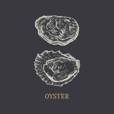 Oyster hand drawing. Oyster vector illustration in engraving style