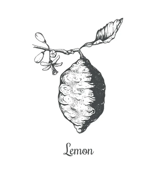 Цветок Лимона Векторная Иллюстрация Лимонной Ветви — стоковый вектор
