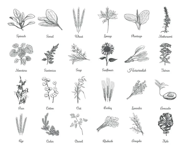 收集草药和植物病媒图解 草本植物手绘图 — 图库矢量图片