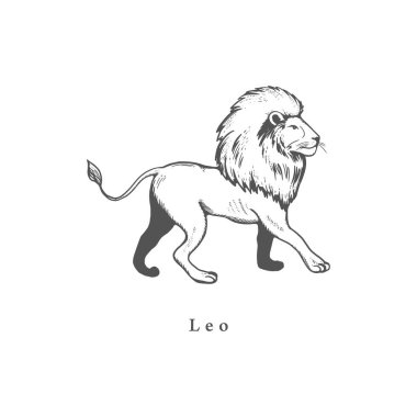 Leo Zodiac sembolü, oyma stiliyle çizilmiş. Astrolojik işaretin vektör illüstrasyonu Aslan.
