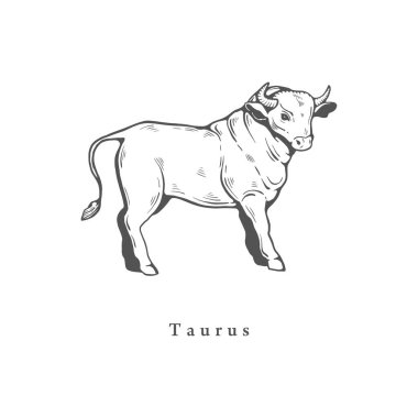 Boğa burcu sembolü, elle oyma şeklinde çizilmiş. Astrolojik işaretin vektör çizimi Boğa.