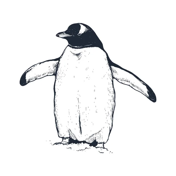 Pinguin Vektorillustration Pinguin Handzeichnung Pinguin Vintage Gravur Stil Stockillustration