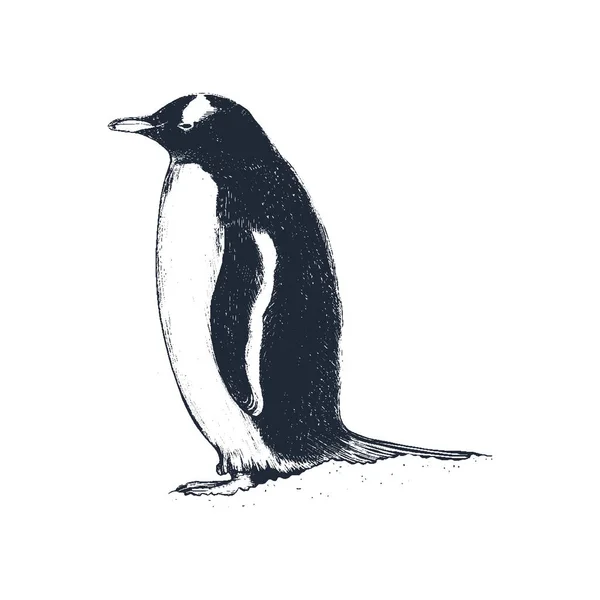 Pinguin Vektorillustration Pinguin Handzeichnung Vintage Gravur Vektorgrafiken