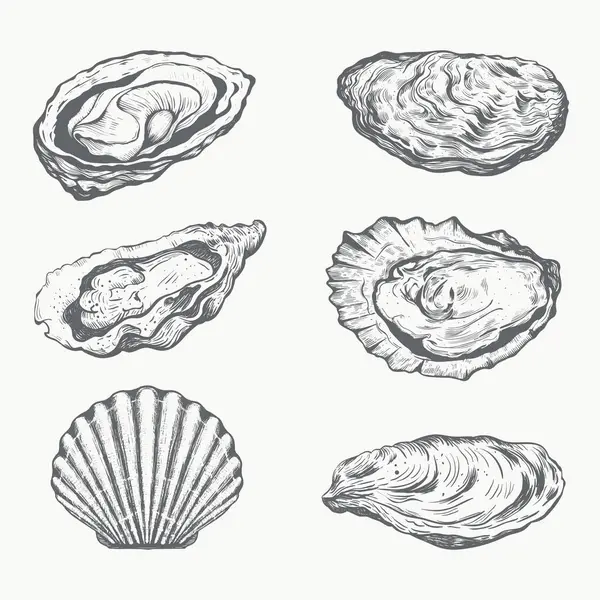 Austern Hand Zeichnung Vektor Illustration Austern Und Jakobsmuscheln Meeresfrüchte Sammlung lizenzfreie Stockvektoren