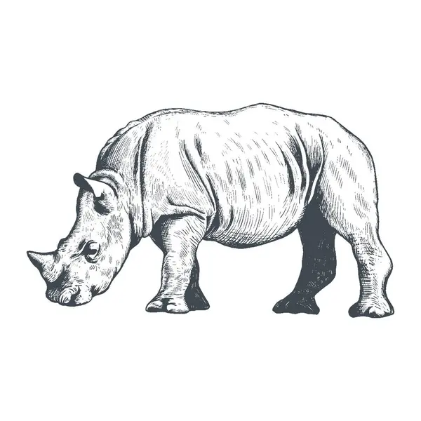 Rhinoceros Hand Zeichnung Vektor Illustration Rhinozeros Tier Skizzengravur Kleines Nashorn lizenzfreie Stockvektoren