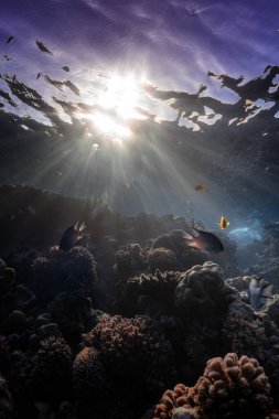 Mercan resifinde vahşi yaşam