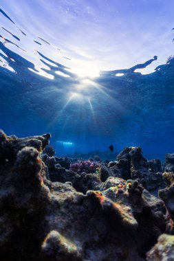 Mercan resifinde vahşi yaşam 