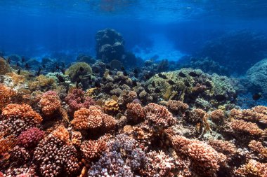 Kızıl denizdeki mercan resifinin sualtı fotoğrafı.