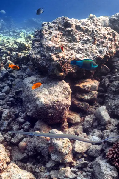 Vida Silvestre Los Arrecifes Coral —  Fotos de Stock
