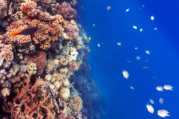 Korallzátonyok Élővilága — Stock Fotó