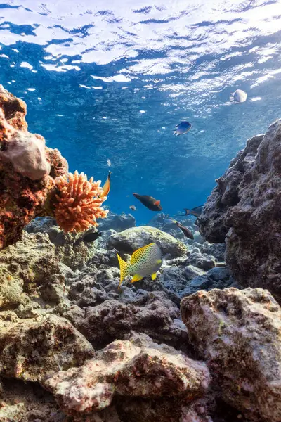 サンゴ礁の野生生物は — ストック写真