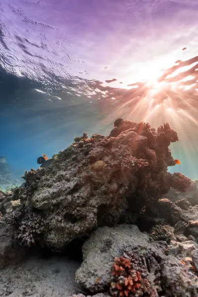 Vida Selvagem Recife Coral — Fotografia de Stock