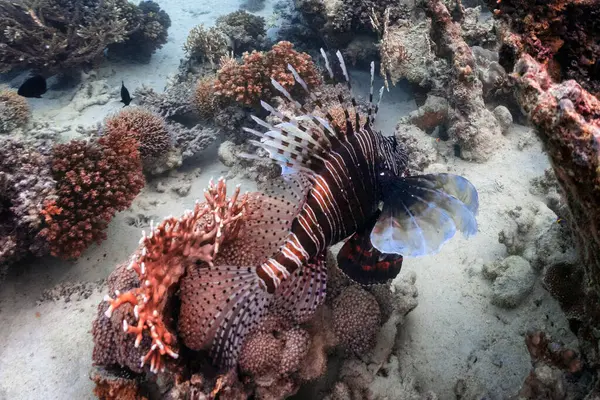 Άγρια Ζώα Στον Κοραλλιογενή Ύφαλο — Φωτογραφία Αρχείου