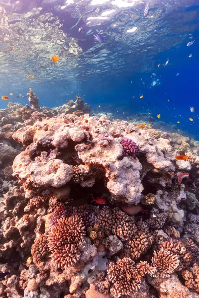 Vida Silvestre Los Arrecifes Coral — Foto de Stock