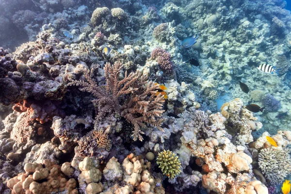 Wildlife Coral Reef — Stock Photo, Image