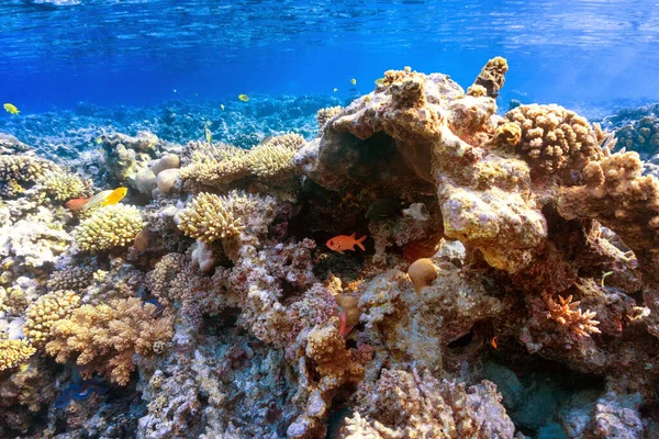 산호초에 — 스톡 사진