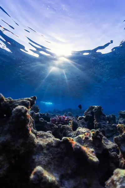 산호초에 — 스톡 사진