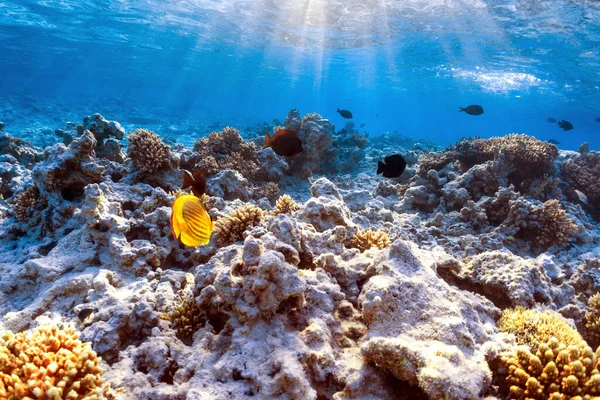 Vida Selvagem Recife Coral — Fotografia de Stock
