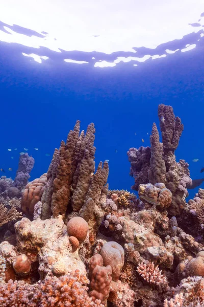 ปภาพใต าของแนวปะการ งในทะเลแดง — ภาพถ่ายสต็อก