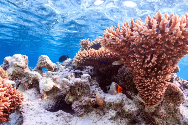 Foto Subaquática Borboleta Colorida Recife Coral Mar Vermelho — Fotografia de Stock