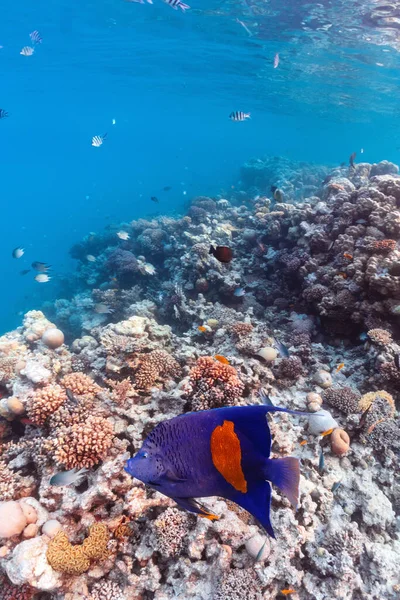 Підводне Фото Кольорового Ангела Кораловому Рифі Червоному Морі — стокове фото