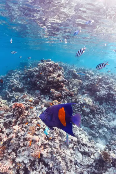 Foto Subaquática Angelfish Colorido Recife Coral Mar Vermelho — Fotografia de Stock