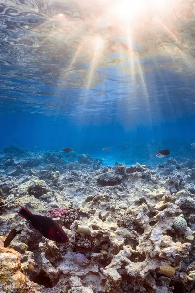 Foto Subaquática Recife Coral Mar Vermelho — Fotografia de Stock