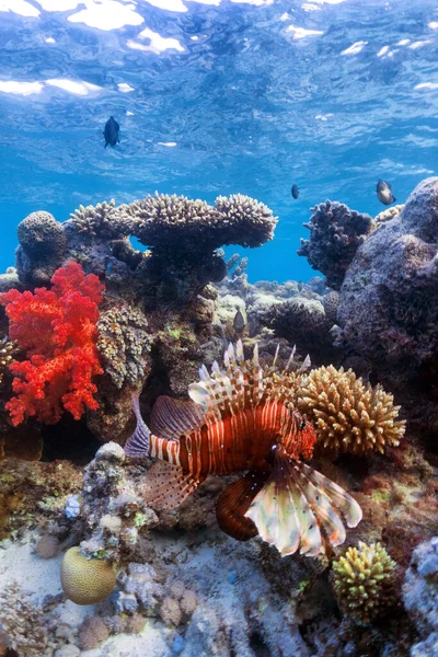 Podwodne Zdjęcie Lwiej Ryby Rafie Koralowej Morzu Czerwonym — Zdjęcie stockowe