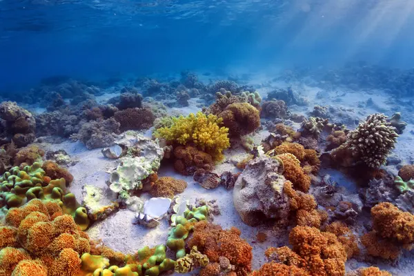 Foto Subaquática Recife Coral Mar Vermelho — Fotografia de Stock