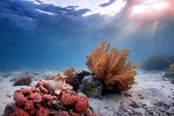 Foto Submarina Arrecife Coral Mar Rojo — Foto de Stock