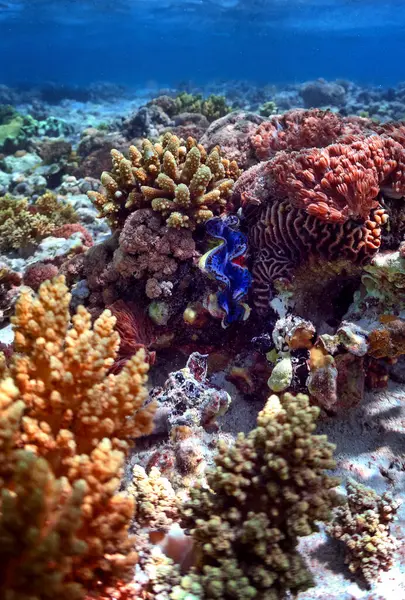 Podwodne Zdjęcie Olbrzymiego Błękitnego Małża Rafie Koralowej Morzu Czerwonym — Zdjęcie stockowe