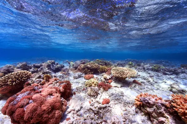 Foto Submarina Arrecife Coral Mar Rojo — Foto de Stock