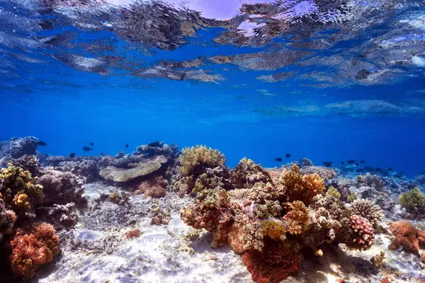 Víz Alatti Fotó Korallzátonyról Vörös Tengerben — Stock Fotó