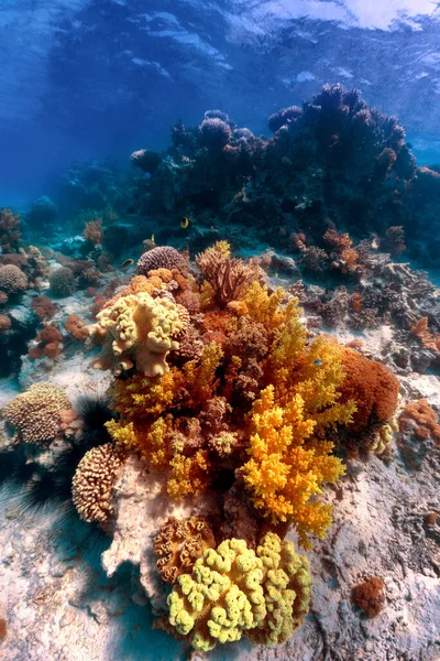 Підводне Фото Коралового Рифу Червоному Морі — стокове фото