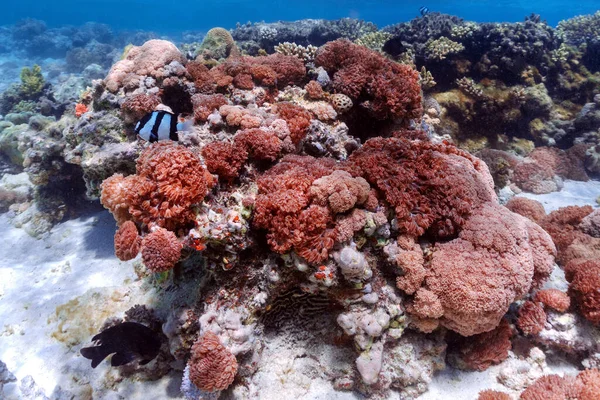 Foto Subacquea Della Barriera Corallina Nel Mare Rosso — Foto Stock